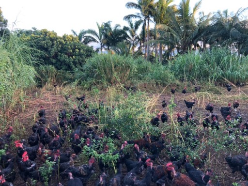 Poulets fermiers (cou nus noirs)